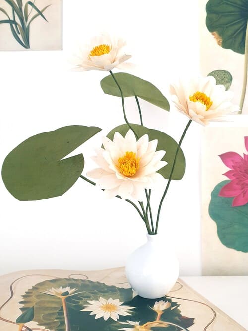 lotus blancs
